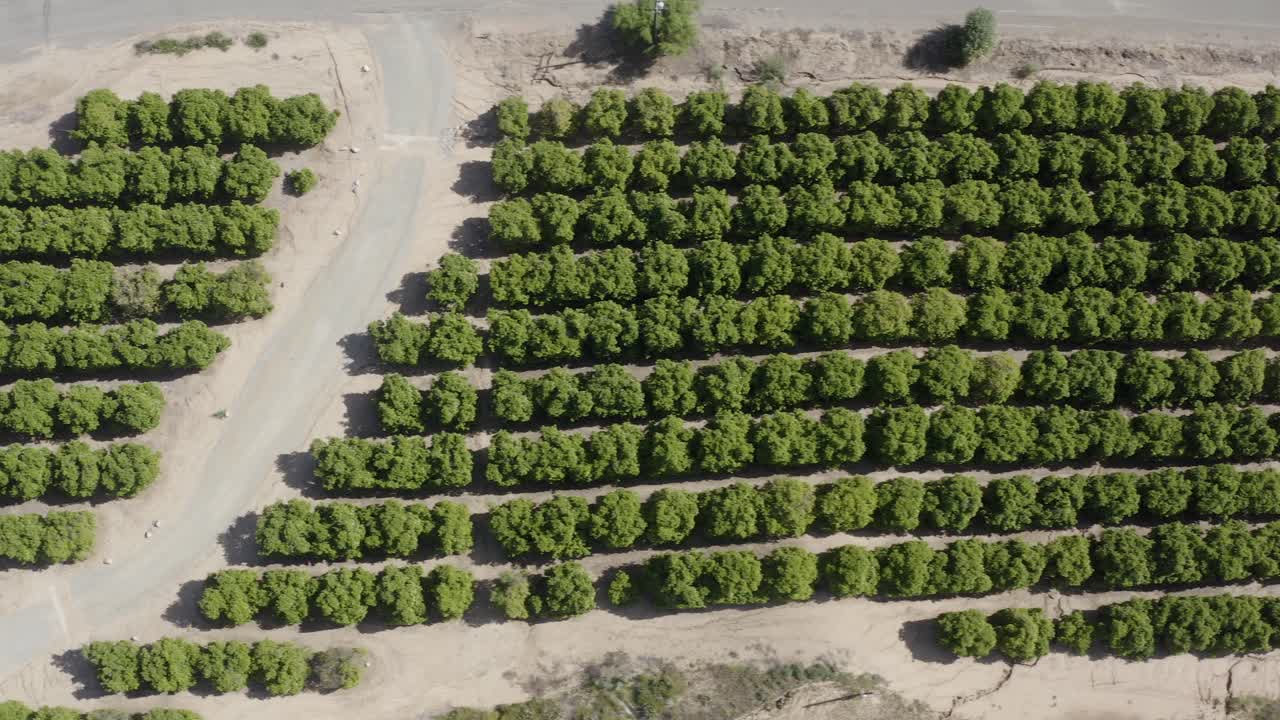 un hermoso drone con vista de pájaro disparado, un dron volando sobre una plantación en california