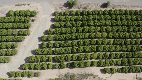 A-beautiful-birds-eye-view-drone-shot,-drone-flying-over-a-plantation-in-California
