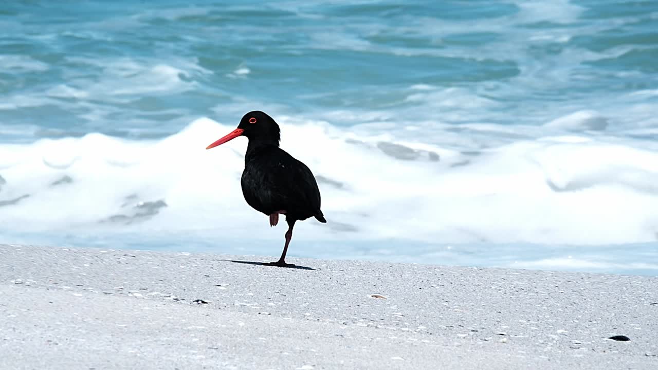 A black Oystercatcher on a white sand beach with the waves crashing behind