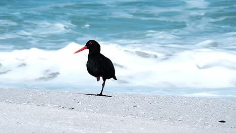 un cazador de ostras negro en una playa de arena blanca con las olas chocando detrás