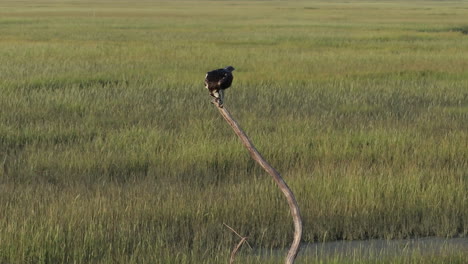 osprey perched on a tree in a marsh