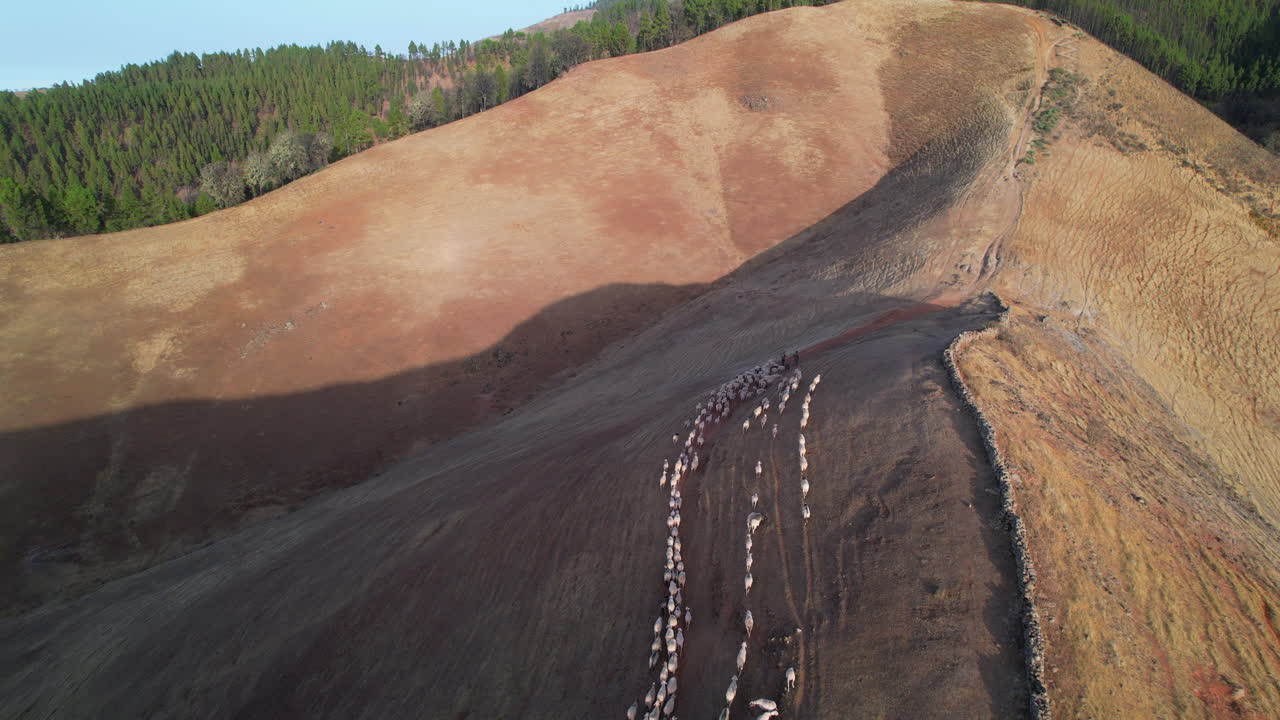 paisajes de pastoreo: ovejas migratorias en gran canaria