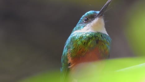 Primer-Plano-De-Un-Bonito-Pájaro-Jacamar-De-Cola-Verde-Con-Plumas-Multicolores