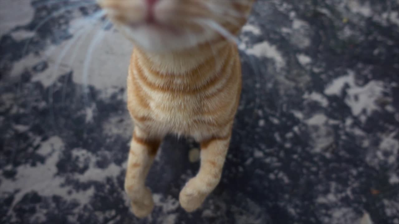 카메라를 향해 걷고 점프하는 귀여운 야생 오렌지색 고양이의 슬로모 클로즈업