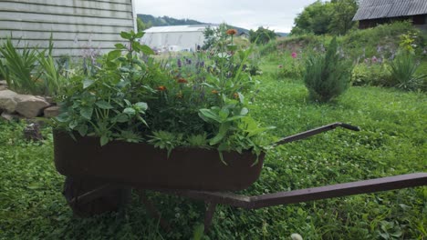rustic wheelbarrow filled with vibrant floral arrangement in a romanian countryside garden