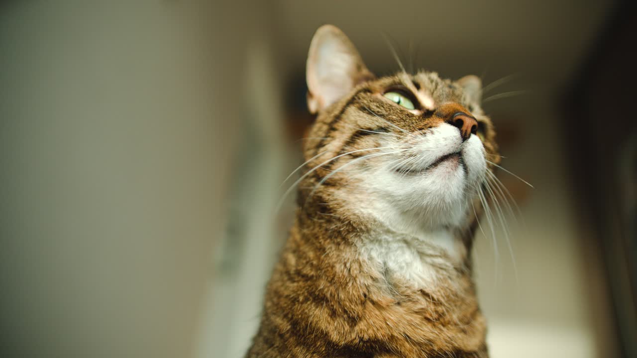 아래쪽 각도에서 고양이 머리를 닫습니다.