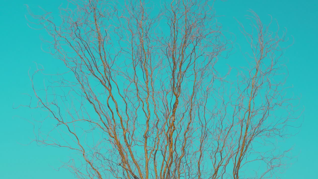 하늘 배경 에 있는 벌거벗은 나무