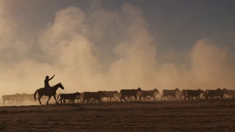 cowboy herding cattle at sunrise