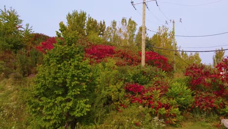 Lush-foliage-with-vibrant-red-and-green-shrubs-in-Montréal,-Québec-in-fall,-aerial-view