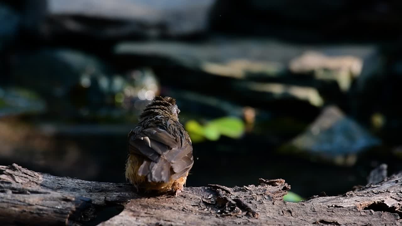The Abbot’s Babbler is found in the Himalayas to South Asia and the Southeast Asia