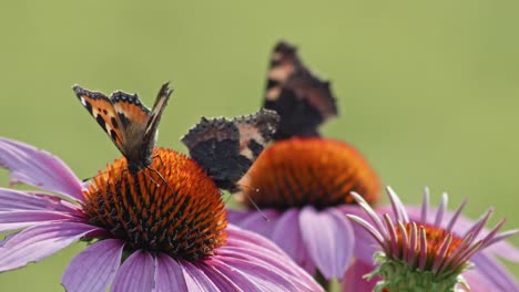 Super-close-up-of-black-butterflies-feeding-in-an-orange-ovary