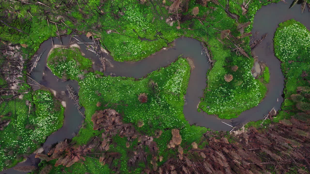 drone de arriba hacia abajo de los árboles del bosque carbonizado al lado del río serpenteante después de b