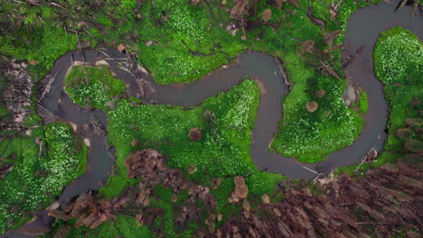 drone top-down of charred forest trees next to snaking river after b