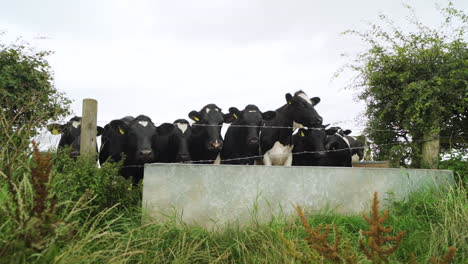 cows with tags drinking water from a trough in a farm field