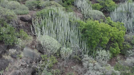 スペインのカナリア諸島の山地植物