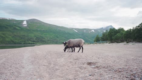 two black sheep standing in the lakefront with mountain views in norway