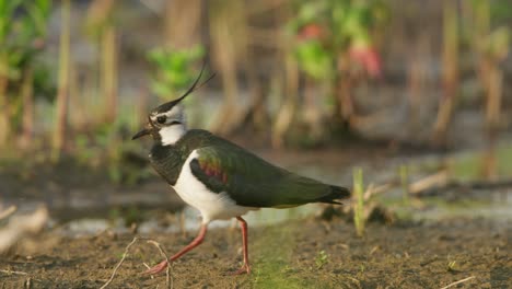 Hermosas-Aves-Playeras-De-Kievit-Caminando-En-El-Humedal