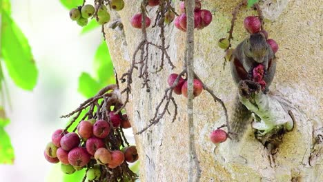 pallas's squirrel or the red-bellied tree squirrel found eating a fruit on a branch of a fruiting tree, callosciurus erythraeus