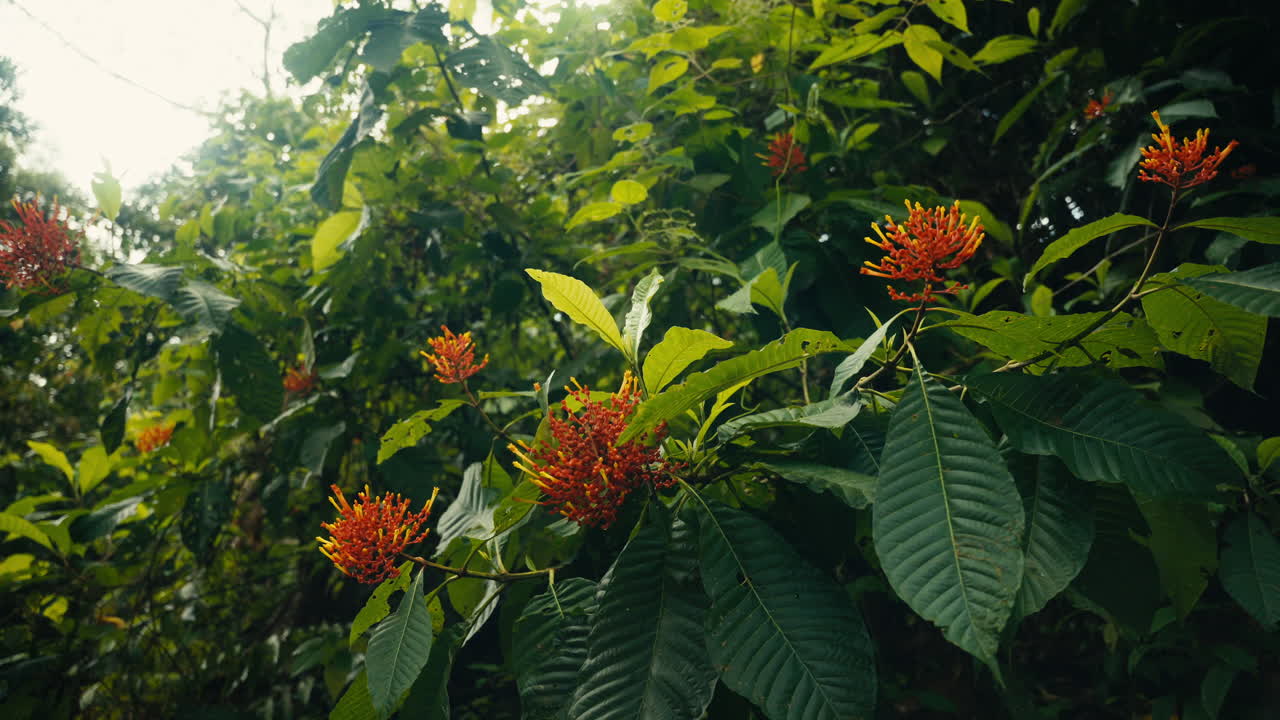 Lush Tropical Foliage and Flowers