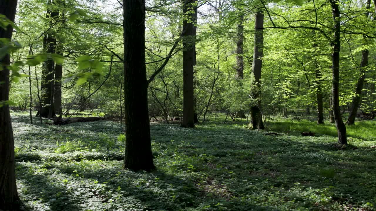 Foresta verde con alberi e foglie di un verde lussureggiante in primo piano, Scorrimento a sinistra