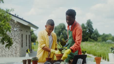 father and son planting a fiddle leaf fig