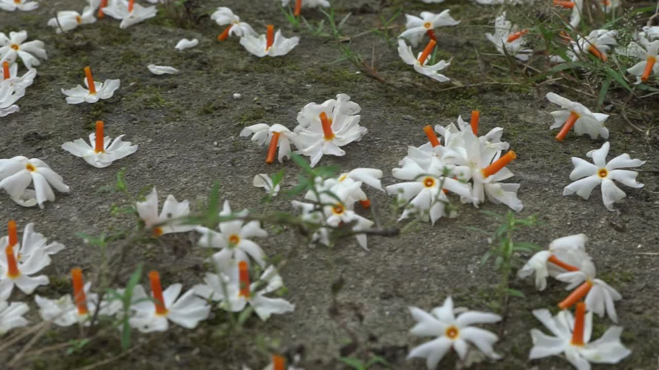 el jazmín nocturno, la flor seuli o shefali es la flor símbolo del festival saradiya o durga puja en la temporada de otoño
