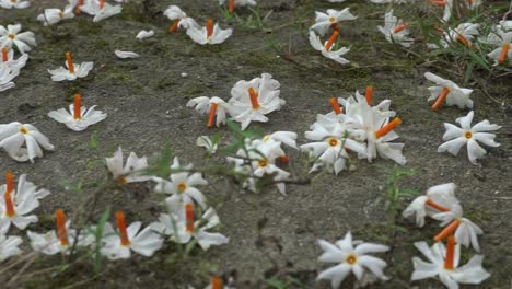 night jasmine, seuli or shefali flower is symbol flower of saradiya or durga puja festival in autumn season