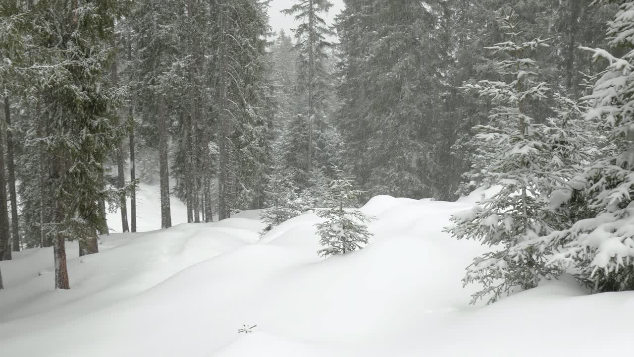 Panoramic shot of a winter spruce forest with snowdrifts and falling snowflakes.