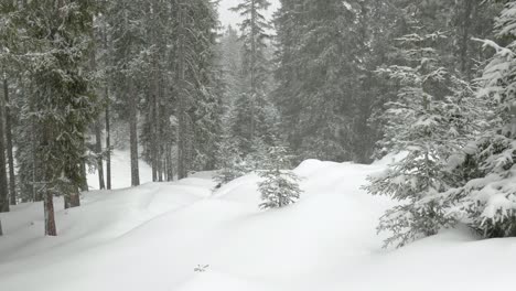 panoramic shot of a winter spruce forest with snowdrifts and falling snowflakes.