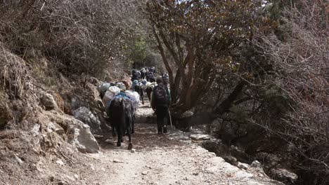 pangboche, nepal - 13 de marzo de 2022: yaks caminando por un sendero en las montañas del himalaya camino al campamento base del everest