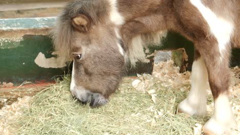 caballo de caballo en miniatura, rasgando el césped