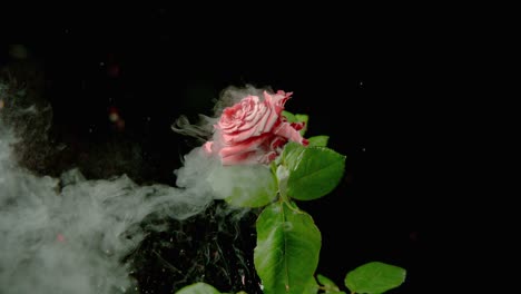 una rosa congelada está desprendiendo el vapor
