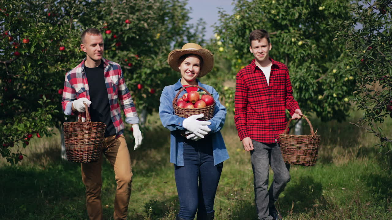 Happy family in the apples garden picking crops of fruit. Woman, man and teenage boy walk by the orchard carrying baskets with apples.