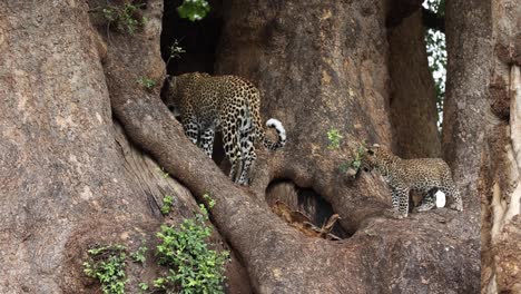 klein luipaardje volgt moeder hoger in de boom, mashatu, botswana