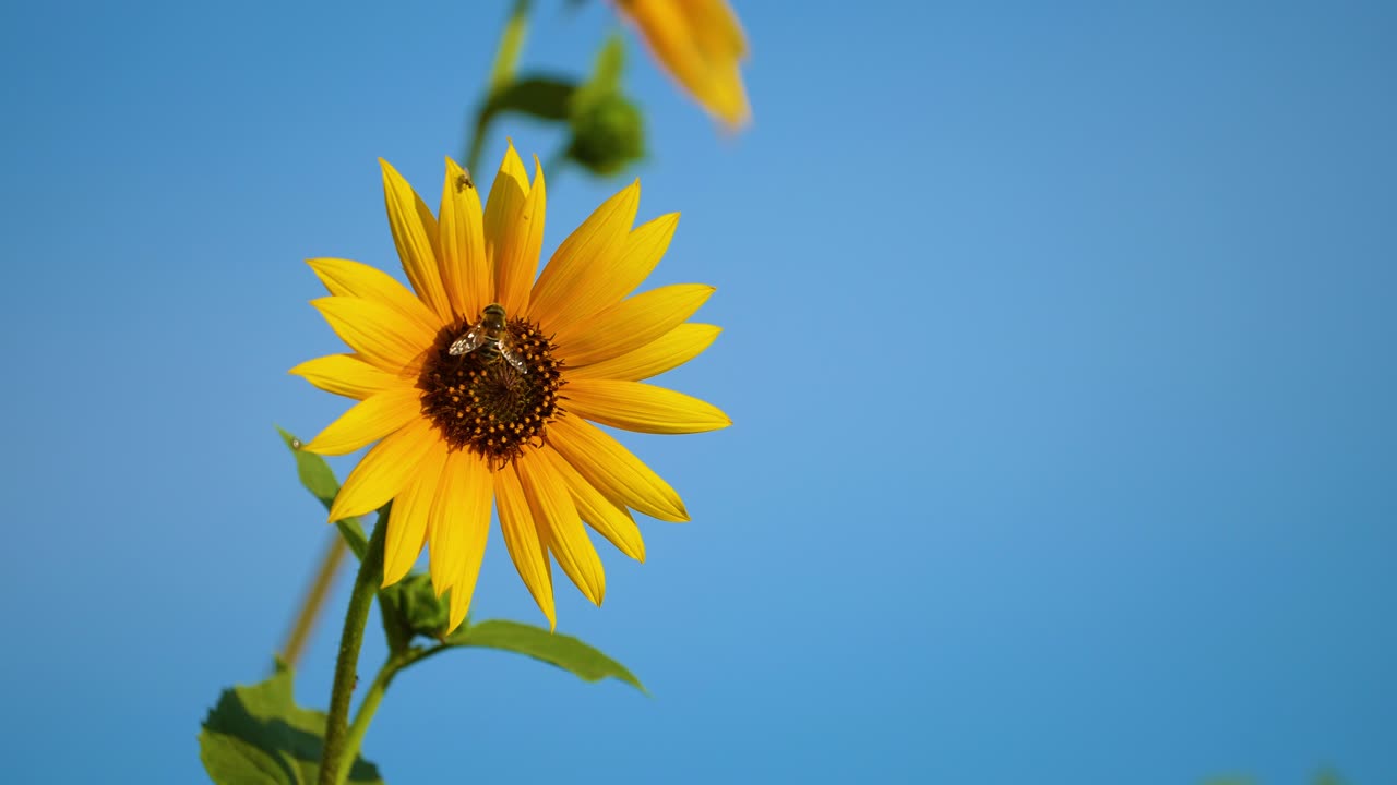 cámara lenta de 4 k de una flor amarilla soplando ligeramente en el viento con una abeja aterrizando en ella para recoger el polen