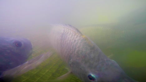 imágenes submarinas de peces tilapia dentro de una piscifactoría en san luis potosí méxico