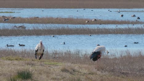 Ein-Storch-Schüttelt-Sich,-Um-Wasser-Nach-Einem-Bad-Zu-Entfernen