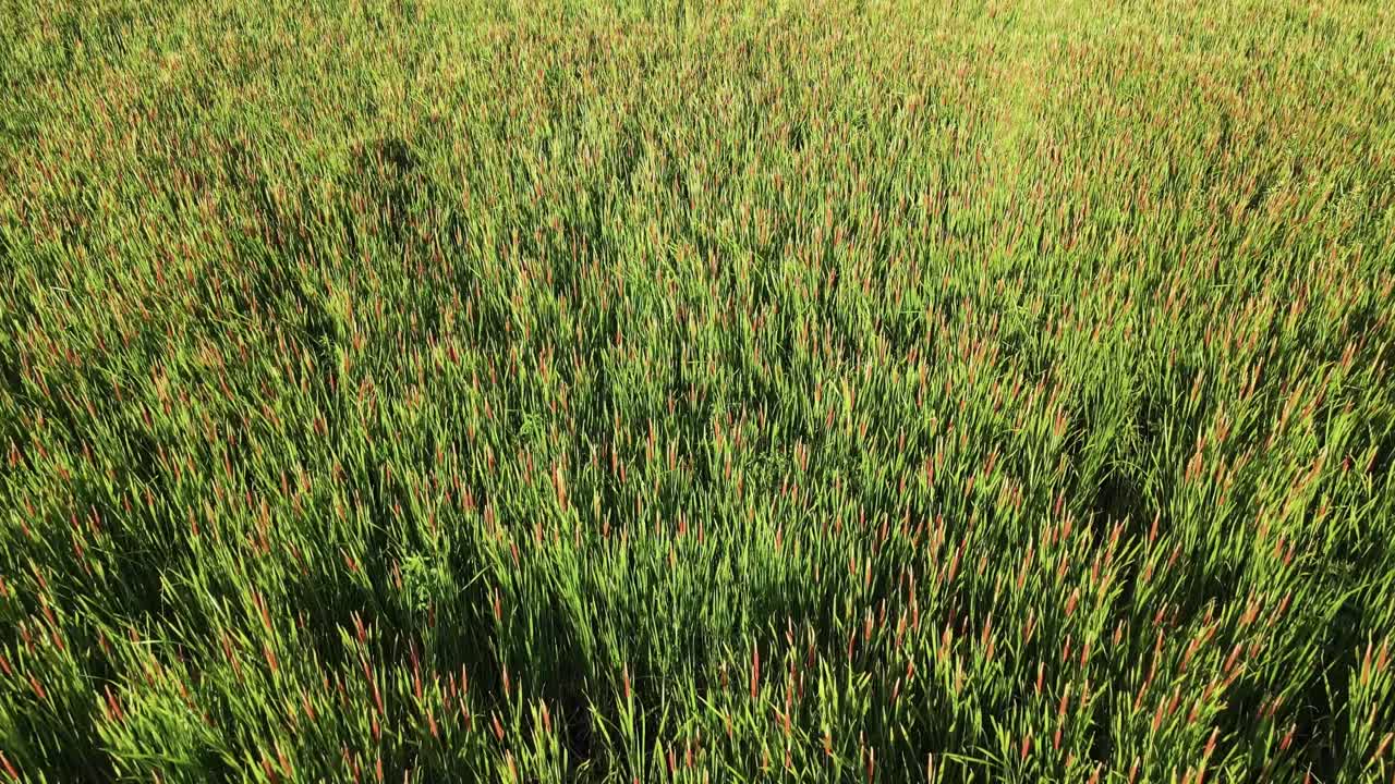 gran cantidad de la planta invasora totora del sur en un área inundada