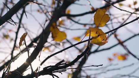 branches with leaves tremble in wind against sunshine