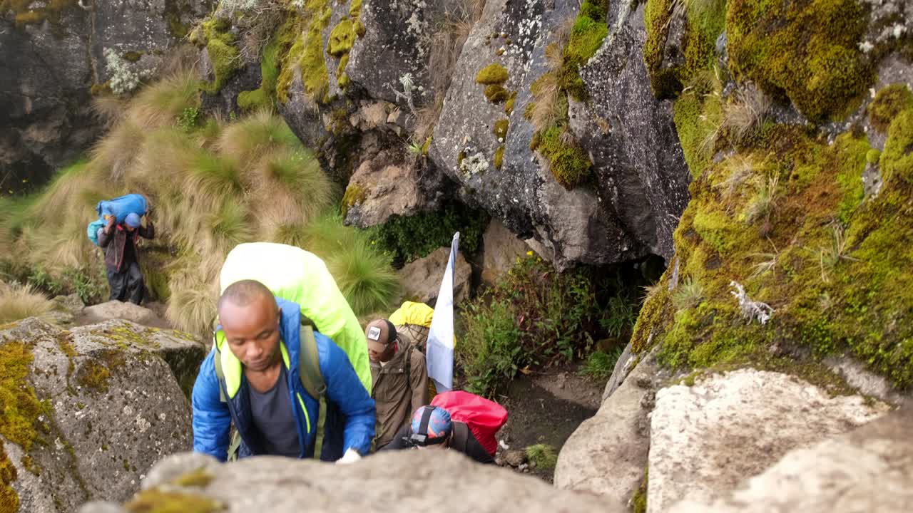 los excursionistas suben al campamento de shira con guías a través de los páramos y pastizales afroalpinos al lado de la roca.