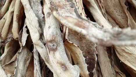 Aloe-Ferox-Sudafricano-Viejas-Hojas-Muertas-En-Descomposición,-Hermosa-Textura-Marrón-Natural-Y-Patrones-A-Medida-Que-La-Cámara-Se-Mueve-En-Cámara-Lenta