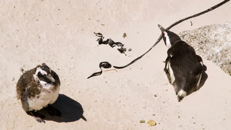 Close-up-of-miserable-molting-African-penguin-enduring-windy-beach-conditions