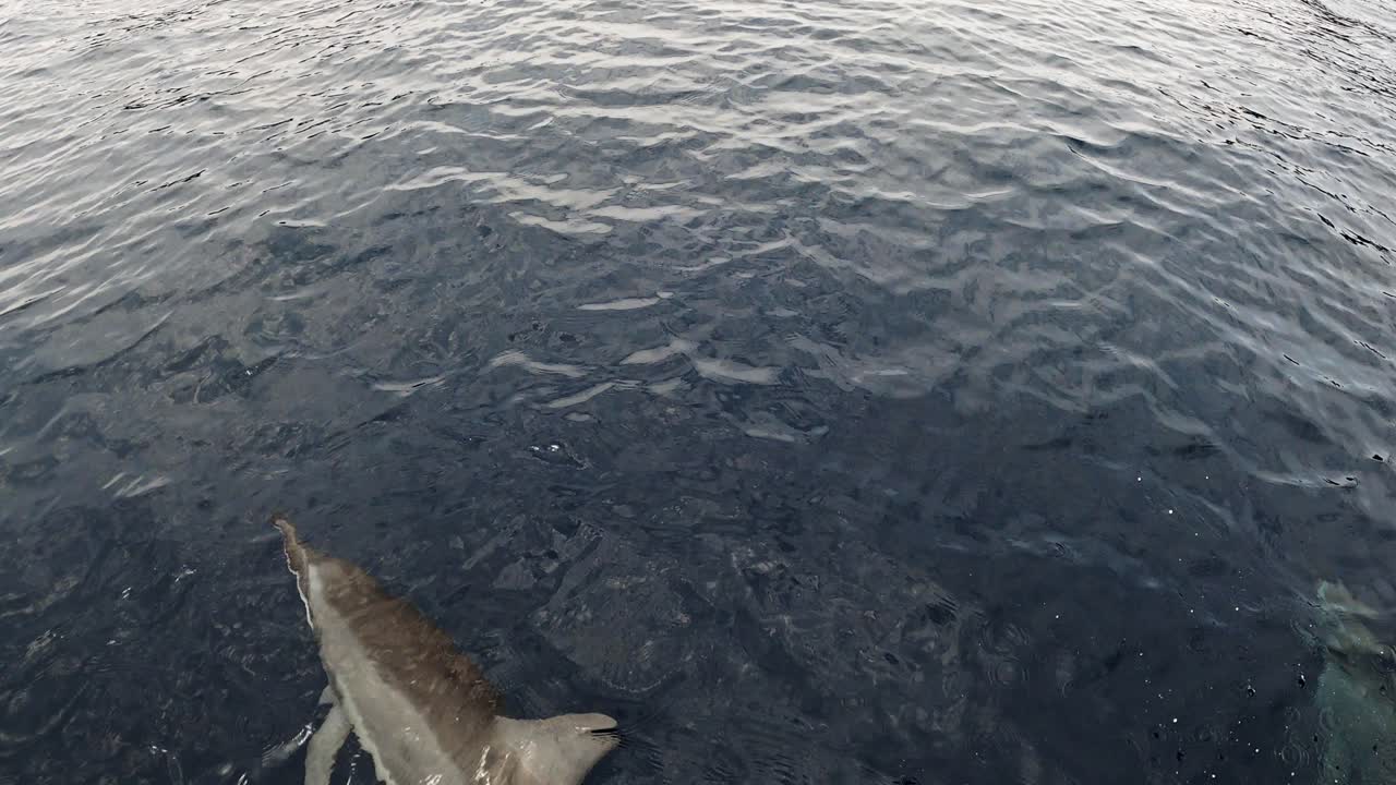 Spinner Dolphins - Swimming front of boat - Japan