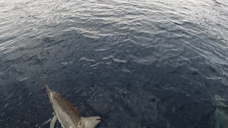 delfines giradores - nadando frente al barco - japón