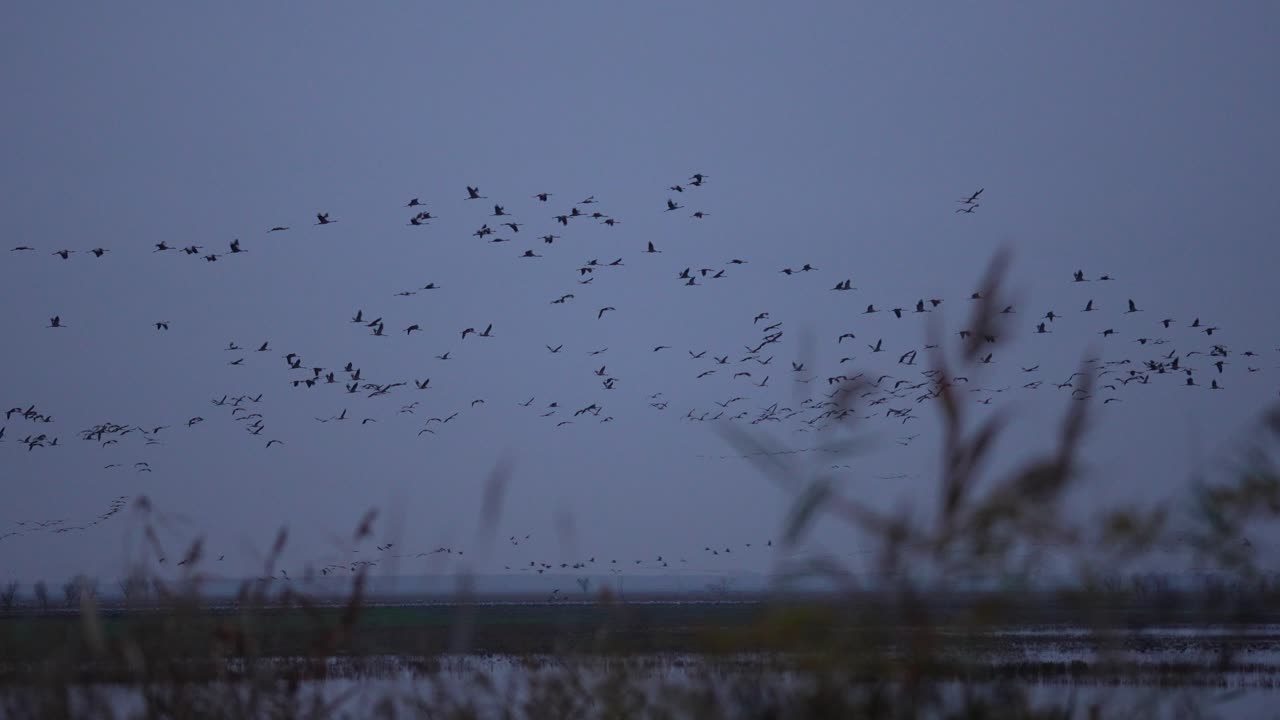 Crane swarm flying over a lake in slow motion