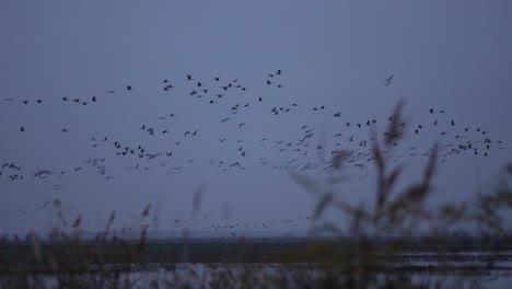 crane swarm flying over a lake in slow motion