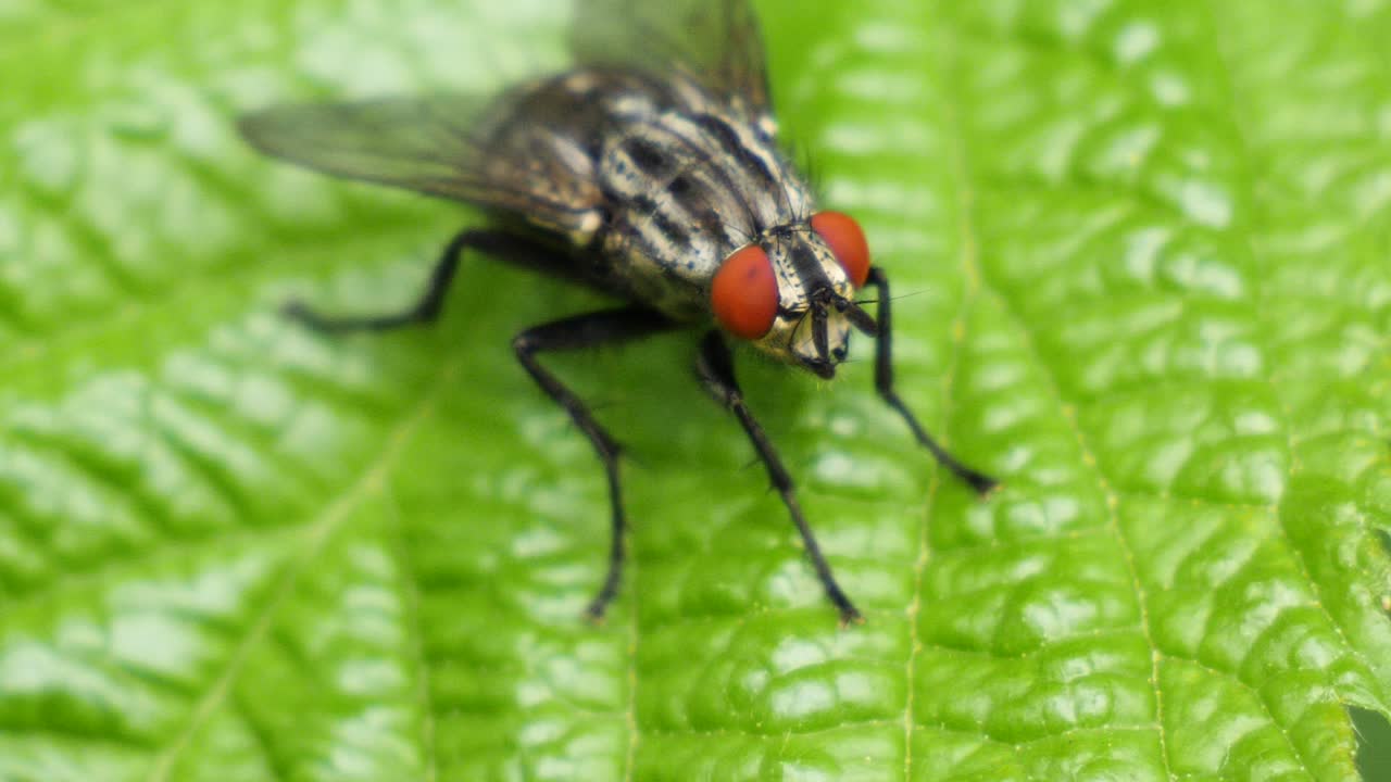 toma macro de una mosca con ojos rojos sentada en una licencia verde en cámara lenta