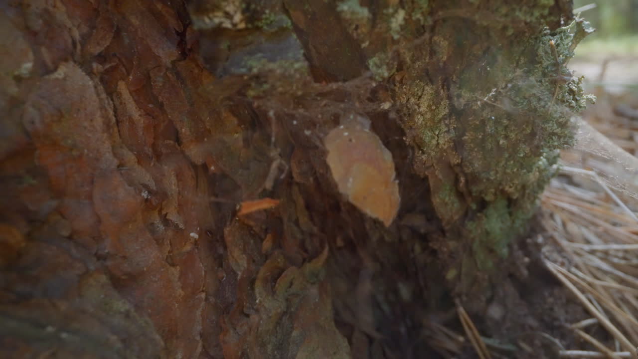 Base di pino con formica che corre e ragnatela nella foresta