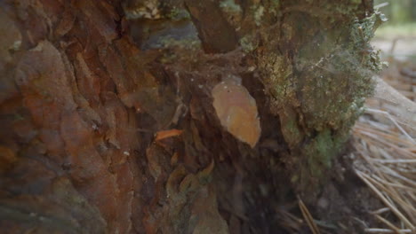 pine tree bottom with running ant and spider net in forest