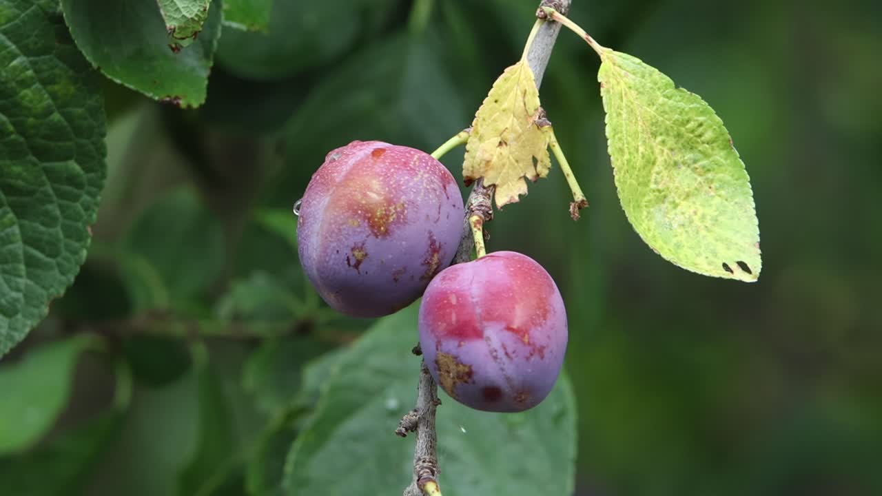 Ripening Plums hanging on a branch mid Summer. UK